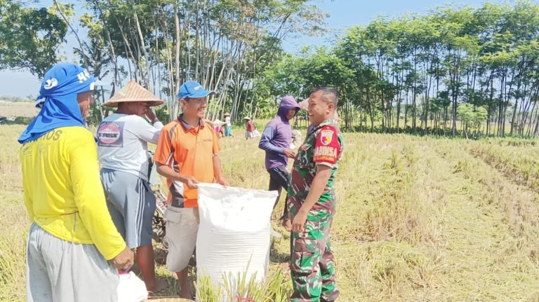 Beri Motivasi, Babinsa Klampokarum Dampingi Warga Petani Panen Padi