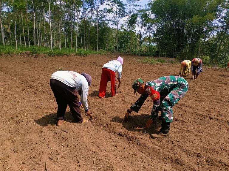Dukung Ketahanan Pangan Wilayah, Babinsa Lampeni Dampingi Petani Tanam Jagung