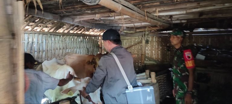 PencegahanPMK, Babinsa Meninjo Giatkan Pendampingan Penyaluran Vaksin Ternak Warga Binaan