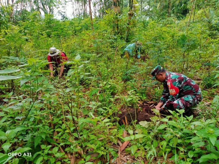 Kolaborasi Bersama LMDH, Babinsa Oro Oro Ombo Tanam Ratusan Bambu Petung.