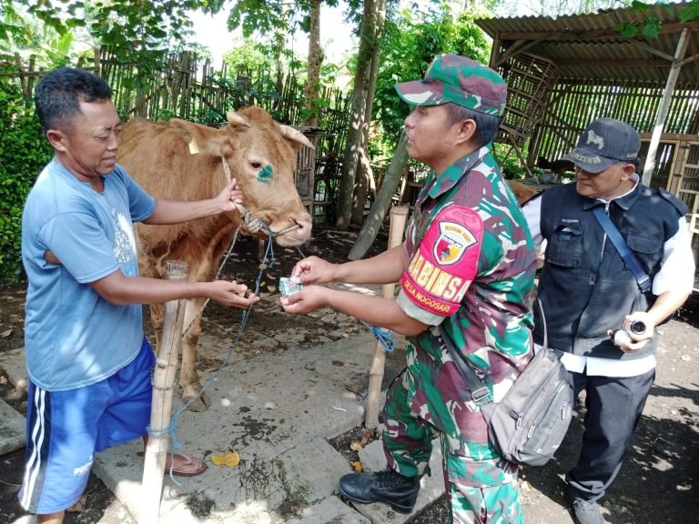 Babinsa Nogosari Bersama Petugas Cek Kesehatan Hewan Ternak Warga