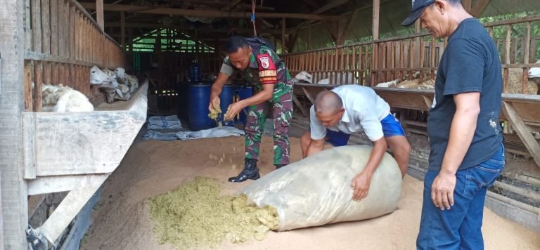 Komsos Wilayah, Babinsa Yosowilangun Lor Bantu Warga Binaan Dalam Memproduksi Pakan Ternak