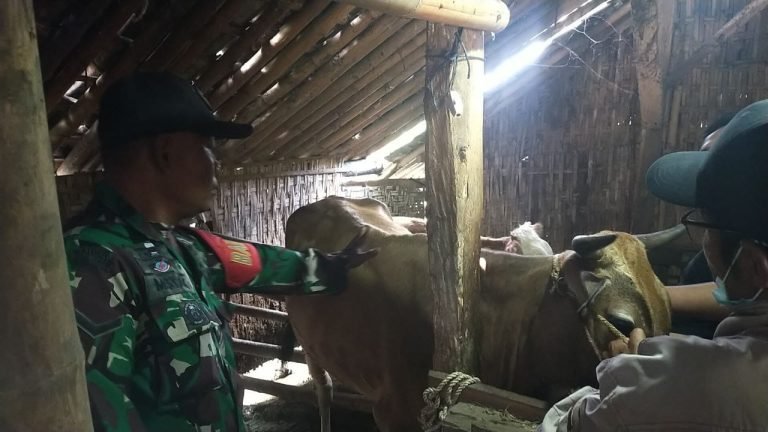 TNI Peduli Kesehatan Hewan Ternak, Babinsa Dampingi Petugas Puskeswan di Desa Randuagung