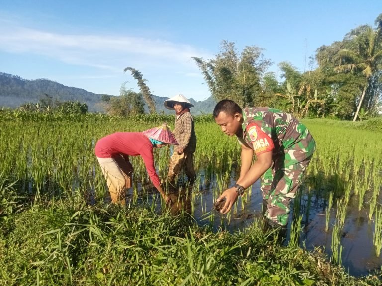 Babinsa Sumberurip Dukung Ketahanan Pangan Nasional Melalui Pendampingan Pertanian di Wilayah