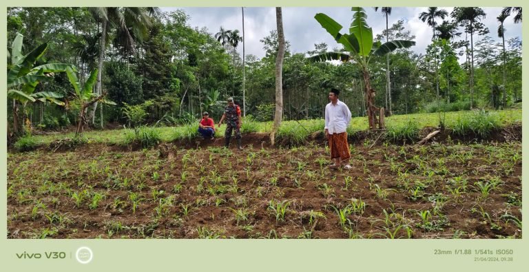 Babinsa Jeruk Pendampingan Pengecekan Lahan Jagung Petani Sebagai Langkah Untuk Tingkatkan Produksi Pertanian