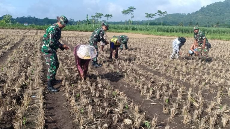 Upaya Pendampingan TNI Koramil Klakah Bantu Wujudkan Ketahanan Pangan Melalui Penanaman Jagung Serentak di Gapoktan Gunung Makmur