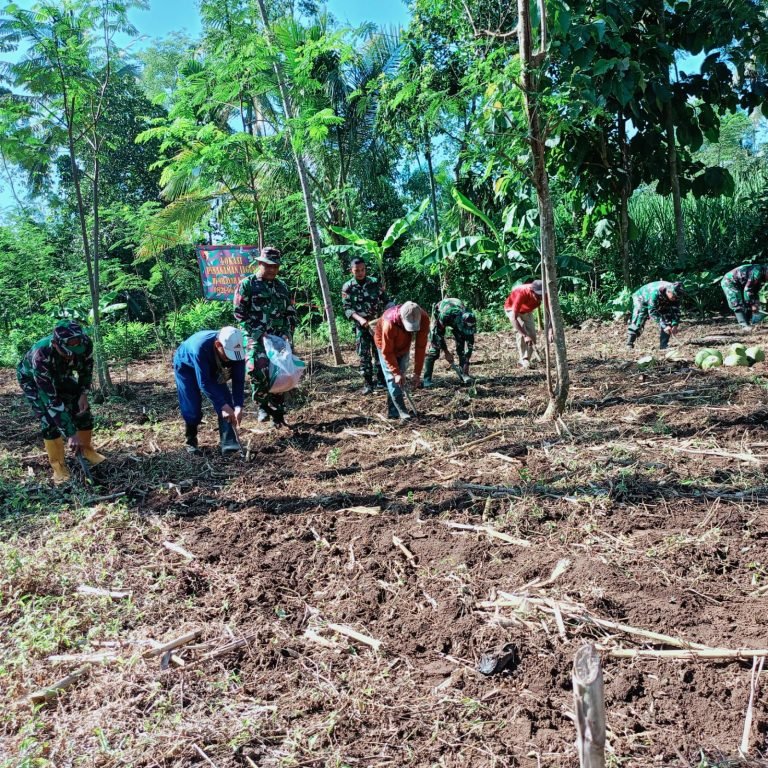 Peran Aktif TNI Koramil Ranuyoso, Dalam Pendampingan Penanaman Jagung Serentak Untuk Meningkatkan Ketahanan Pangan Lokal