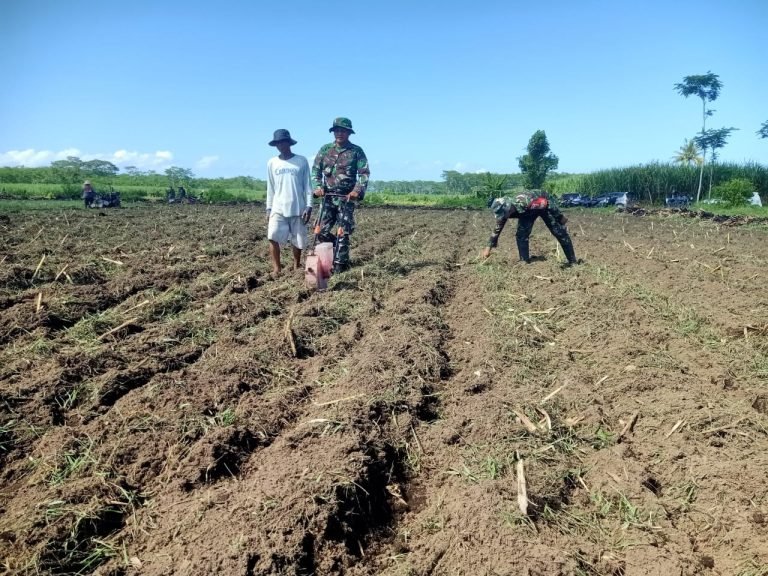 Koramil Tempeh Maksimalkan Efisiensi Penanaman Jagungdengan Alat Corn Seed Planter