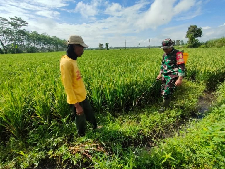 Bangun Komsos, Babinsa Tukum Berikan Pendampingan Melalui Penyemprotan Lahan Padi Warga Binaan