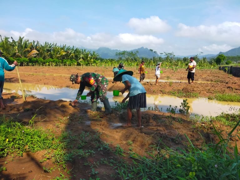 Pendampingan Penanaman Jagung Hibrida Betras oleh Babinsa Bulurejo: Langkah Menuju Ketahanan Pangan Lokal
