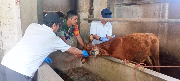 Dampingi Puskeswan Kunir, Babinsa Tempeh Lor Tempeh Dorong Warga Tingkatkan Kesehatan Ternak