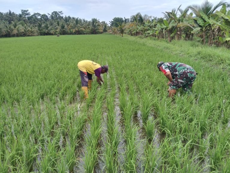 Babinsa Bulurejo Melakukan Pendampingan Turun ke Sawah untuk Meningkatkan Produktivitas Pertanian