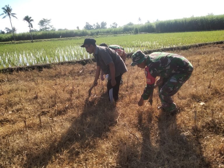 Babinsa Uranggantung Dorong Produktivitas Petani Melalui Pendampingan Tanam Jagung