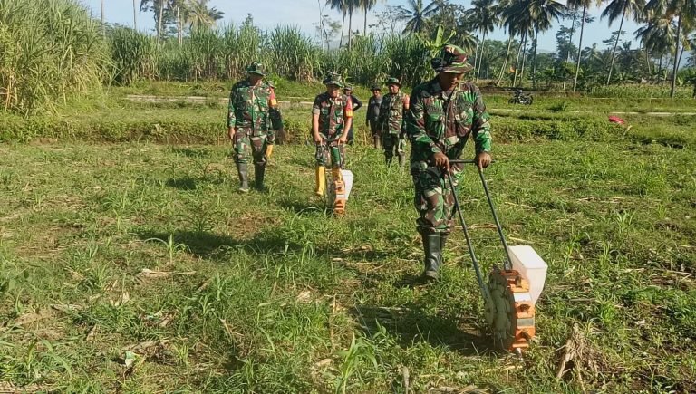 Dampingi Petani, Babinsa Sarikemuning Berikan Motivasi Dalam Meningkatkan Produksi Jagung