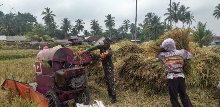 Babinsa Kloposawit Dukung Produktivitas Pertanian Melalui Pendampingan Panen Padi Warga Tani