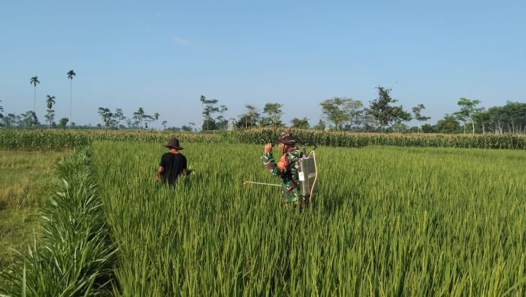 Tingkatkan Produksi Pertanian, Babinsa Tempeh Kidul Bantu Petani dalam Penyemprotan Hama Padi