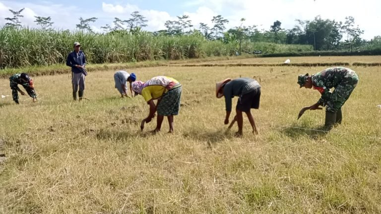 Dukung Ketahanan Pangan, Babinsa Sukosari Lakukan Pendampingan Percepatan Penanaman Jagung Bantuan Pemerintah