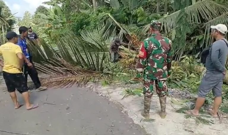 Babinsa Pasrujambe Lakukan Kerja Bakti Pemotongan Pohon Kelapa Demi Keamanan Pengguna Jalan