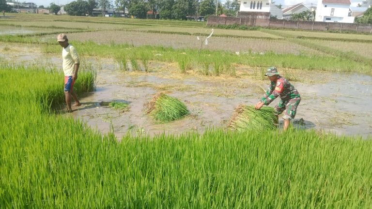 Dampingi Petani, Babinsa Selokbesuki Laksanakan Pendampingan Penanaman Padi Bersama