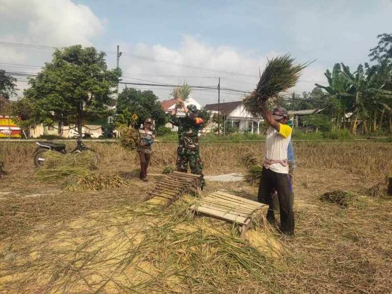 Dorong Peningkatan Ketahanan Pangan Lokal, Babinsa Sarikemuning Mendampingi Petani dalam Panen Padi