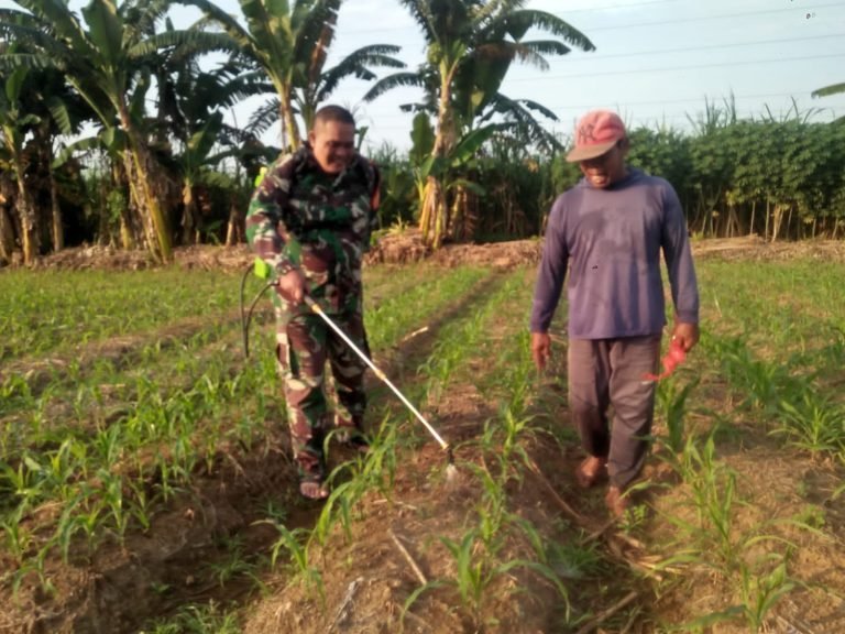 Babinsa Kalidilem, Mendukung Kegiatan Petani Dalam Penyemprotan Hama Tanaman Jagung