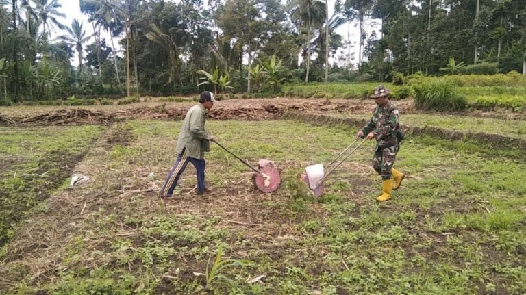 Babinsa Sumbermujur Percepat Penanaman Jagung Bersama Poktan Semeru Makmur