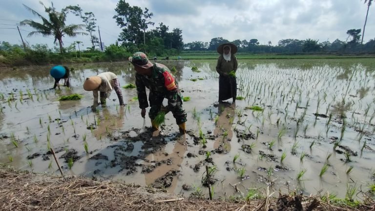 Wujud Kemitraan TNI dalam Hanpangan, BabinsaMangunsari Bantu Petani Tanam Padi