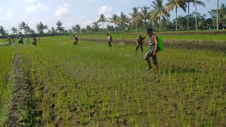 Babinsa Karanganom Bersama Warga Tani, Dukung Pelaksanaan Pengendalian Hama Wereng