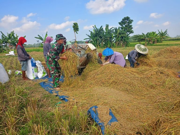 Upaya Dukung Hanpangan Lokal, Babinsa Kaliuling Melaksanakan Pendampingan Panen Padi Warga Tani