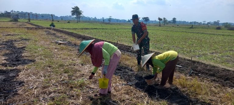 Optimalkan Potensi Lahan, Babinsa Kebonsari Mendukung Ketahanan Pangan dengan Pendampingan Tanam Jagung di Sumbersuko