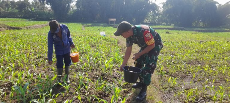 Peran Aktif Babinsa Sarikemuning, Bantu Pemupukan untuk Tingkatkan Produktivitas