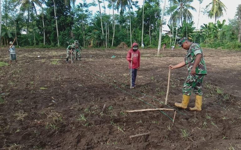 Pendampingan TNI dalam Penanaman Jagung untuk Dukung Swasembada Pangan di Wilayah