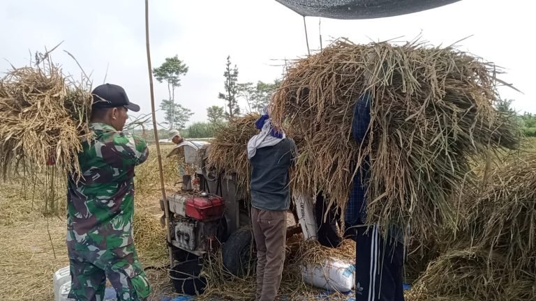 Serda Ary Agus Wulandono, Dampingi Panen Petani Desa Jatimulyo Tingkatkan Produktivitas Padi