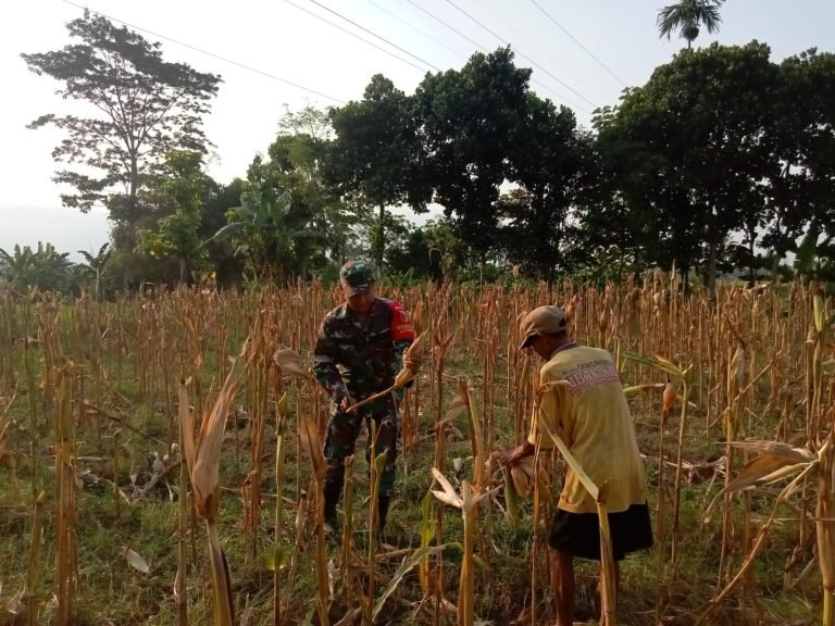 Dukung Hanpangan, Babinsa Mojo Dampingi Petani dalamPanen Jagung di Dusun Krajan