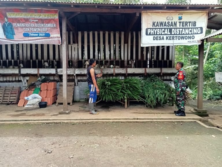 Tingkatkan Kesehatan Ternak, Babinsa Kertowono Lakukan Pengecekan dan Penyuluhan Kesehatan Ternak Etawa.