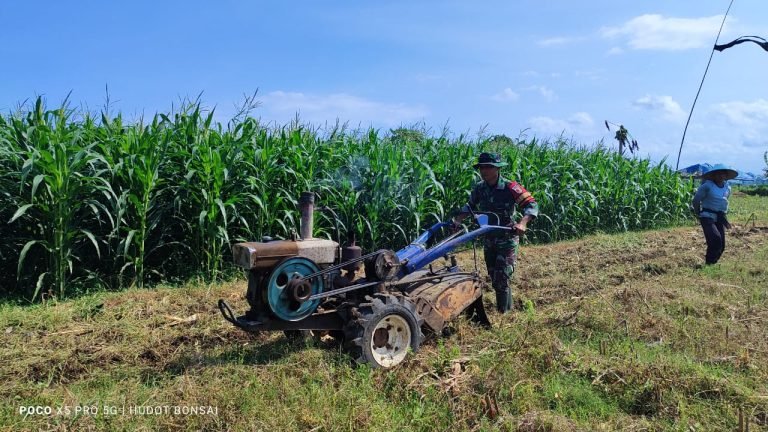 Inovasi Pertanian, Pendampingan Babinsa Yosowilangun Lor Dalam Pengolahan Lahan Jagung