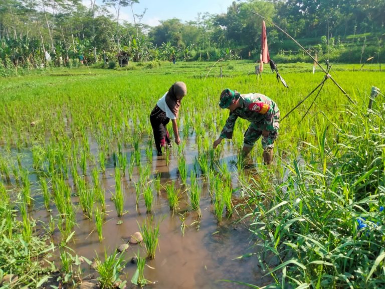Babinsa Jatisari Dampingi Petani untuk Optimalisasi Perawatan Tanaman Padi di Wilayah