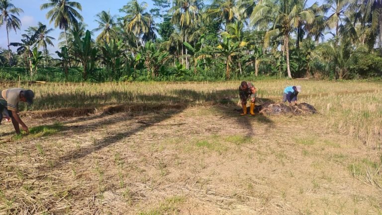 Sinergi Babinsa Gedangmas dan Petani: Langkah Nyata Menuju Swasembada Jagung di Randuagung