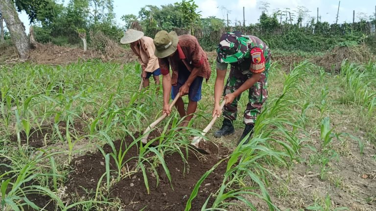 Sertu Sirajudin: Komitmen Pendampingan Babinsa untuk Ketahanan Pangan Wilayah