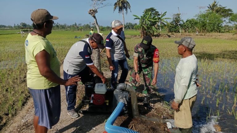 Babinsa Kawal Program Pompanisasi Perdana Lahan PoktanYosomakmur