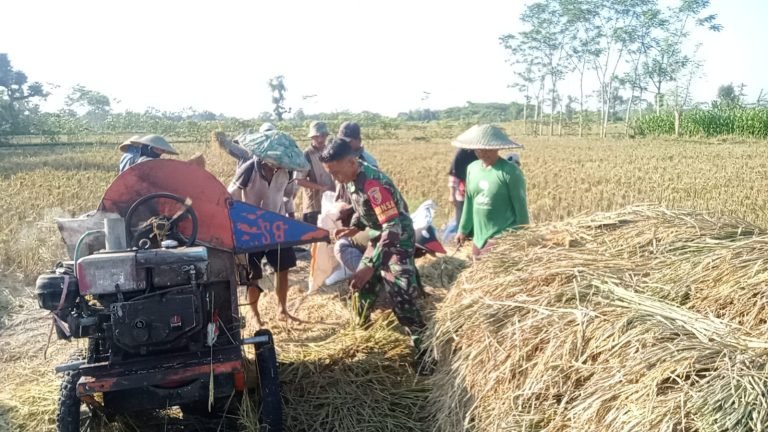 Pendampingan TNI dalam Ketahanan Pangan: Bangun Kebersamaan Demi Kesejahteraan Petani