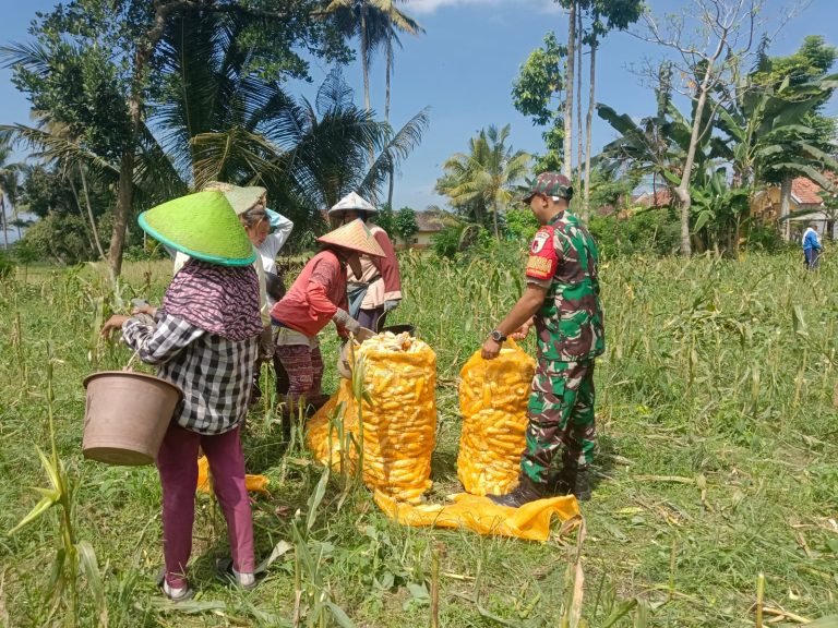 Babinsa Pasrujambe Mendukung Ketahanan Pangan Lewat Pendampingan Panen Jagung