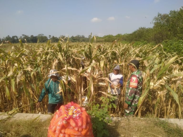 Dukung Hanpangan Lokal, Babinsa Sidorejo Dampingi Warga Tani dalam Panen Jagung