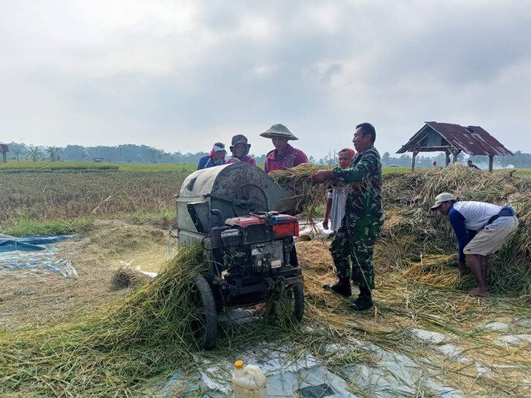 Dukung Swasembada Pangan, Babinsa Sarikemuning Dampingi Panen Warga Petani di Wilayah