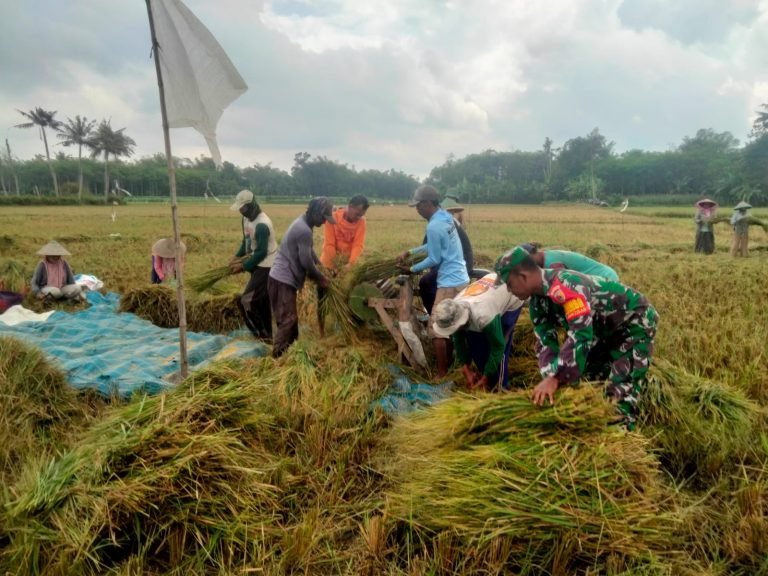 Babinsa Jatisari Dampingi Petani dalam Panen Padi: Upaya Nyata Mendukung Ketahanan Pangan Lokal