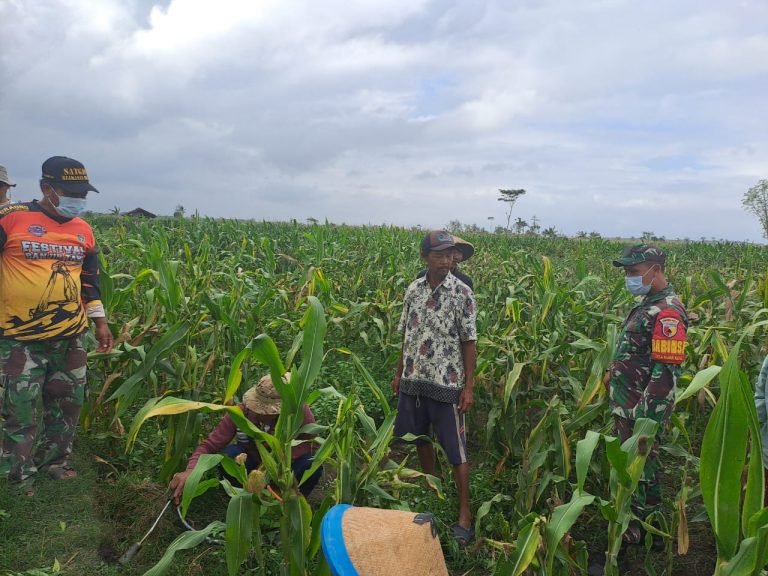 Gerakan Massal Pembasmian Hama Tikus di Desa Kunir Kidul: Upaya Bersama Babinsa dan Petani untuk Meningkatkan Ketahanan Pangan