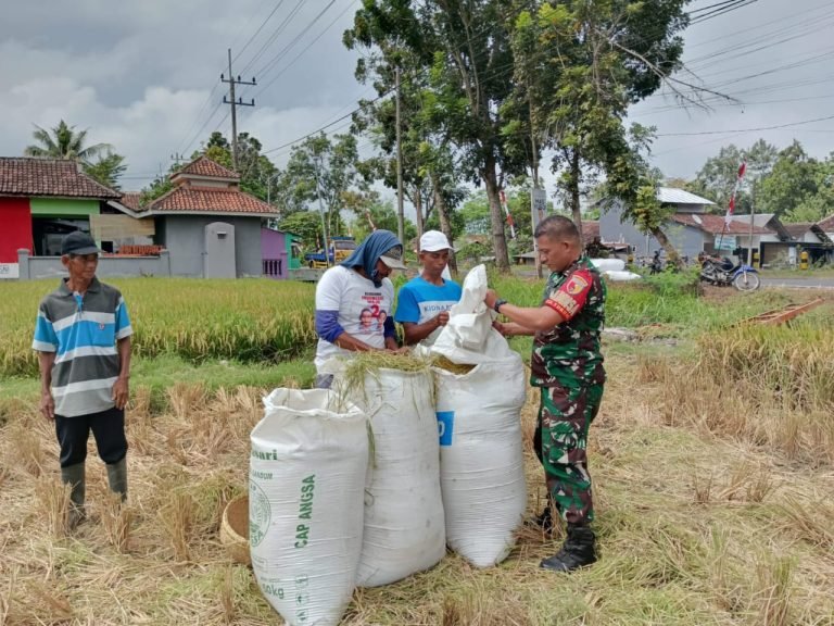 Wujudkan Ketahanan Pangan Lokal, Babinsa Tukum Dampingi Petani Panen Padi