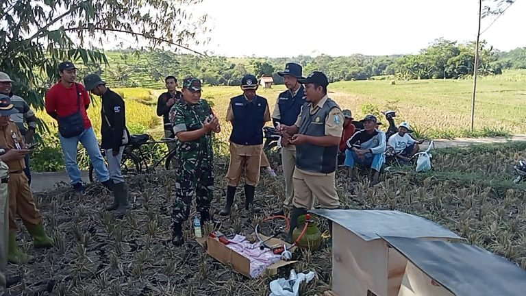 Pembasmian Hama Tikus di Desa Tanggung: Upaya Bersama untuk Menjaga Produktivitas Pertanian