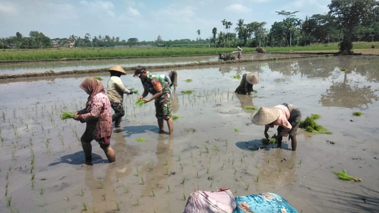 Pendampingan Tanam Padi di Desa Buwek: Upaya Nyata Babinsa dalam Mendukung Ketahanan Pangan