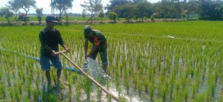Tingkatkan Pendampingan Pertanian, Babinsa Jokarto Dampingi Kegiatan Pompanisasi dan Penyiangan di Lahan Padi Milik Petani Sumbersari